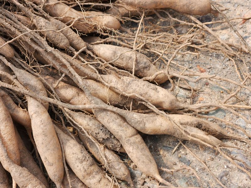 이창신님의 장터 판매 상품 [천문동즙] 첨부 사진