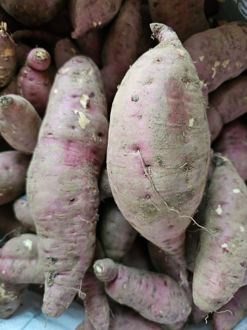 장터 상품 [꿀고구마10kg] 썸네일