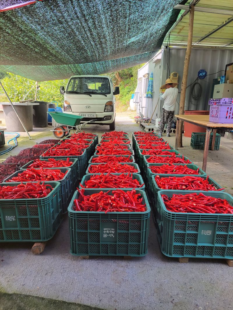 장터 상품 [고추가루600g1근당] 썸네일
