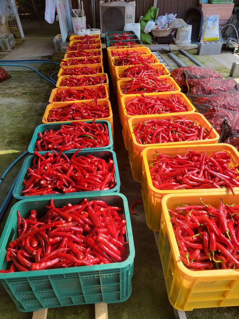 김경순님의 장터 판매 상품 [고추가루600g1근당] 첨부 사진