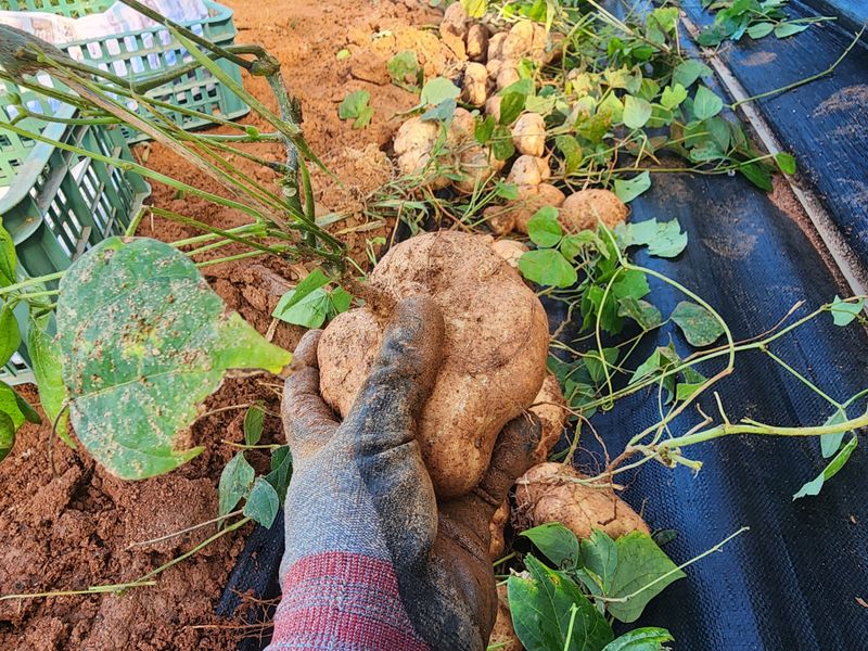 장터 상품 [얌빈 5kg] 썸네일