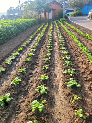 김흥환 님의 배추 · 영농일지 작성글 사진