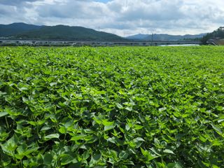 김흥환 님의 들깨 · 자유게시판 작성글 사진