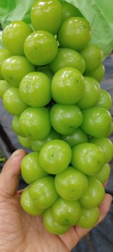 팜모닝 포도·자유게시판 게시글 이미지