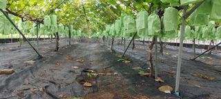 전동표님의 포도 · 자유게시판 작성글 사진