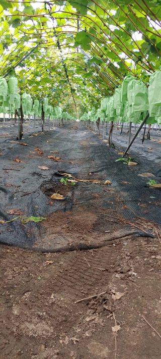 전동표님의 포도 · 자유게시판 작성글 사진