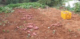 이종록님의 고구마 · 자유게시판 작성글 사진