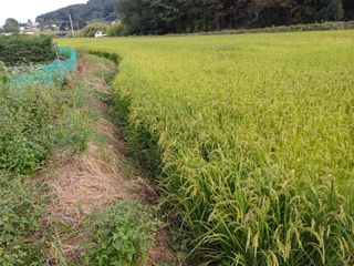 한재승님의 벼 · 영농일지 작성글 사진