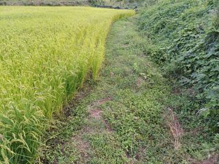 한재승님의 벼 · 영농일지 작성글 사진