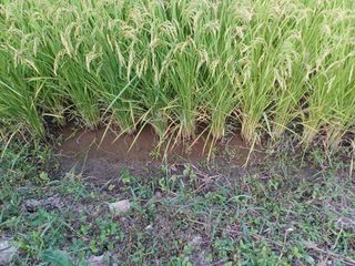 한재승님의 벼 · 영농일지 작성글 사진