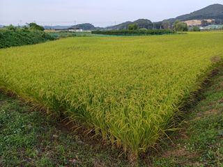 한재승님의 벼 · 영농일지 작성글 사진