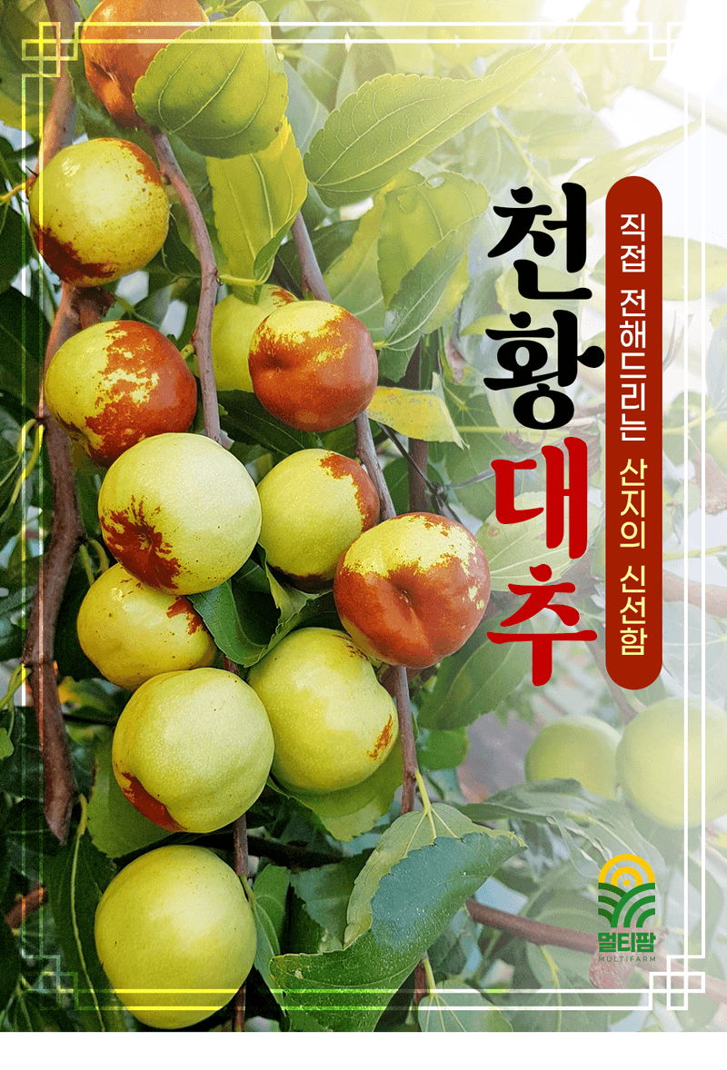 오학봉(멀티팜)님의 장터 판매 상품 [천황대추 1kg] 첨부 사진