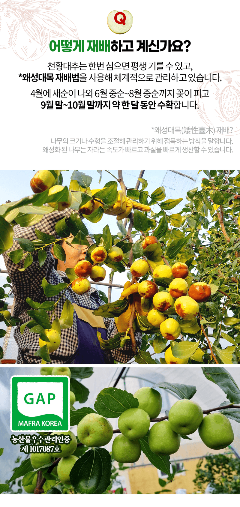 오학봉(멀티팜)님의 장터 판매 상품 [천황대추 1kg] 첨부 사진