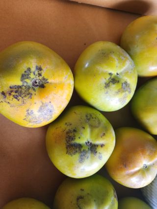 김성자님의 감 · 자유게시판 작성글 사진