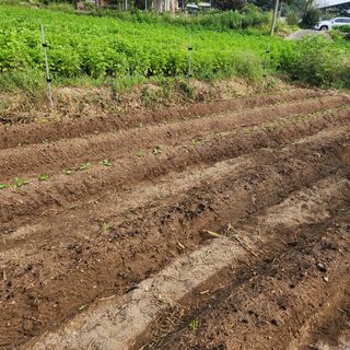 박은정님의 고구마 · 영농일지 작성글 사진