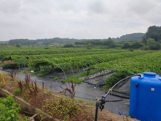 김영진(전남영광)님의 작성글 사진