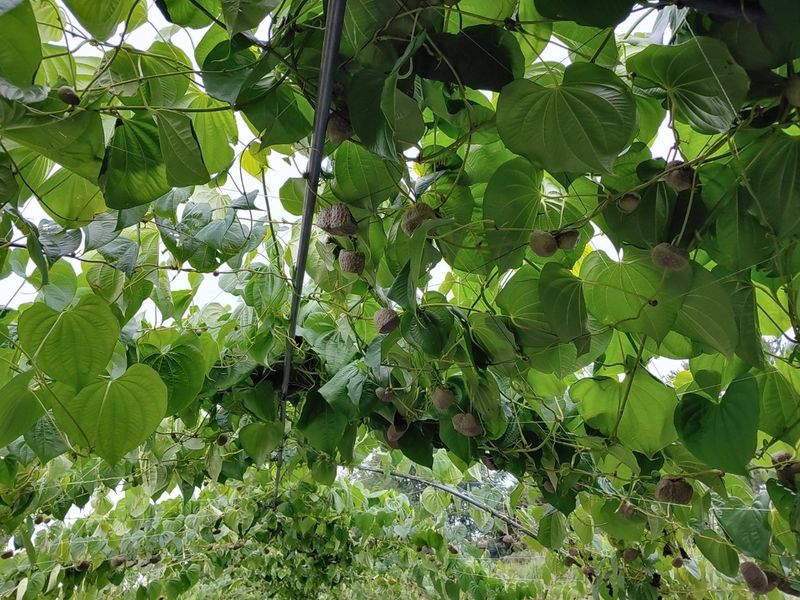 김영진(전남영광)님의 장터 판매 상품 [건강식으로 먹기좋은 열매마3kg] 첨부 사진