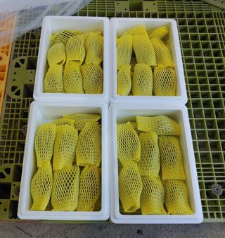 김영진(전남영광)님의 작성글 사진