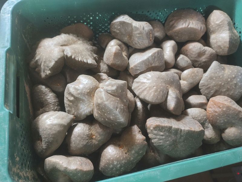 김영진(전남영광)님의 장터 판매 상품 [건강식으로 먹기좋은 열매마3kg] 첨부 사진