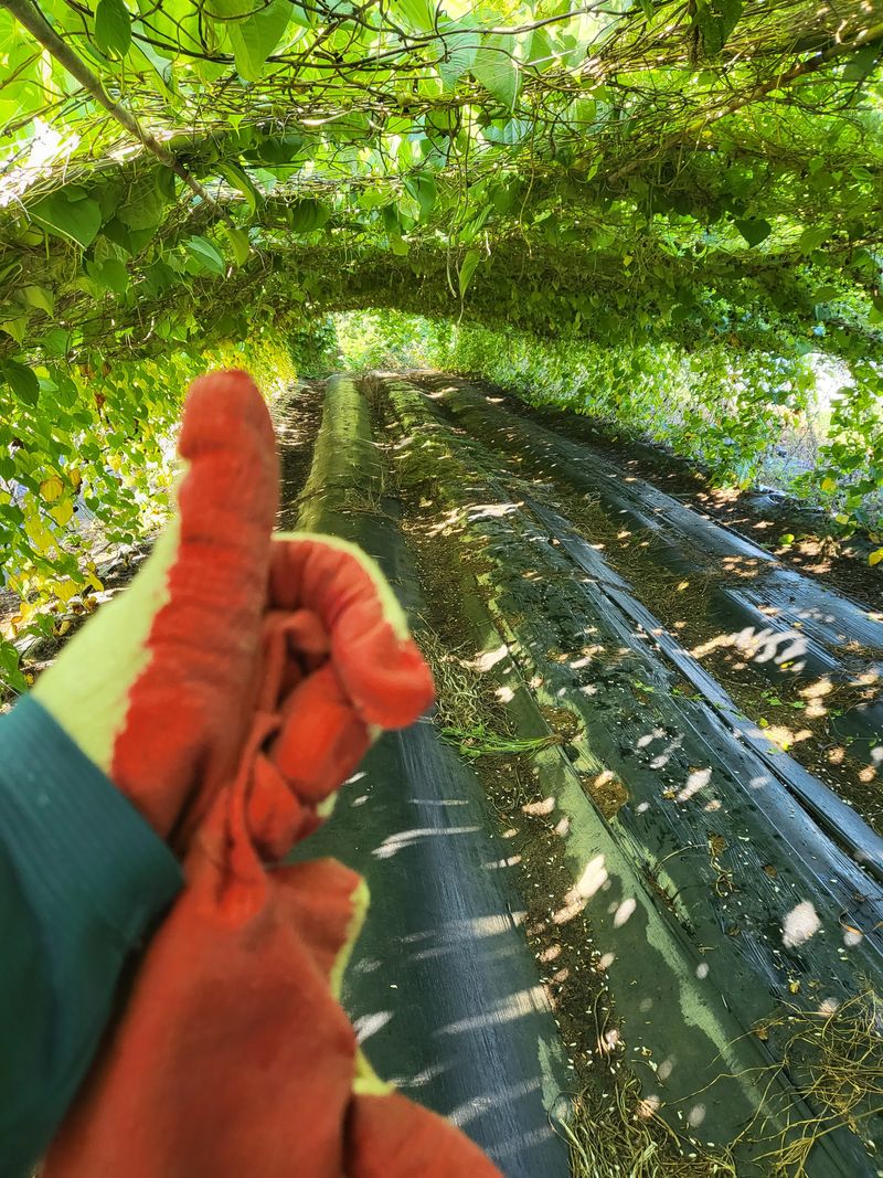 김영진(전남영광)님의 장터 판매 상품 [건강식으로 먹기좋은 열매마3kg] 첨부 사진