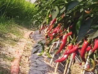 홍성길님의 오늘의 시장을 알려주세요 · 참여글 작성글 사진