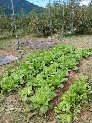 최상남님의 사과 · 일상 작성글 사진