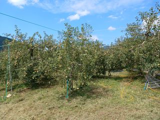 최상남님의 사과 · 일상 작성글 사진