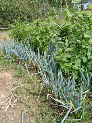 최상남님의 사과 · 일상 작성글 사진