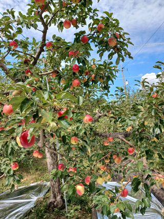 최상남님의 사과 · 일상 작성글 사진