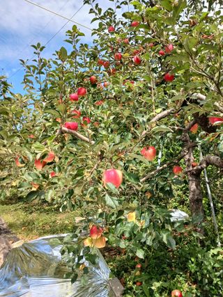 최상남님의 사과 · 일상 작성글 사진