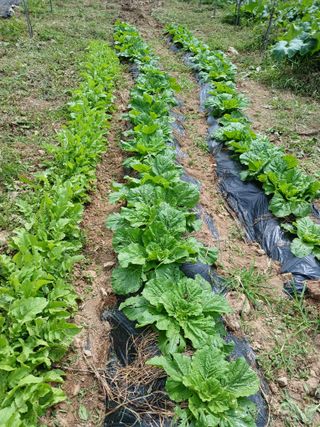 최상남님의 사과 · 일상 작성글 사진