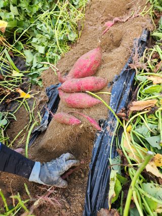 고영희님의 오늘의 시장을 알려주세요 · 참여글 작성글 사진