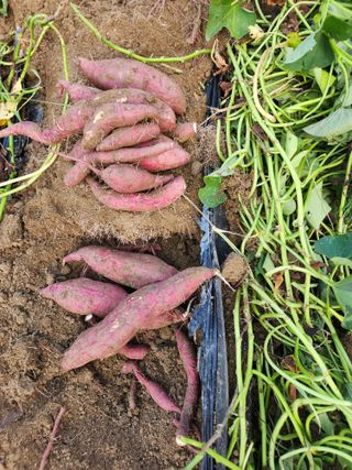 고영희님의 오늘의 시장을 알려주세요 · 참여글 작성글 사진