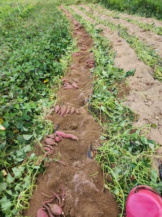 고영희님의 오늘의 시장을 알려주세요 · 참여글 작성글 사진