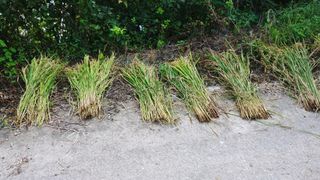 이복길님의 벼 · 영농일지 작성글 사진