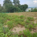 팜모닝 기타작물·영농일지 게시글 이미지