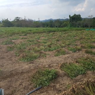 음나무(소철수)님의 기타작물 · 영농일지 작성글 사진