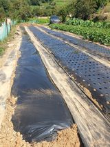 팜모닝 기타작물·영농일지 게시글 이미지