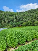 팜모닝 가을 농사계획 알려주세요🍁·참여글 게시글 이미지