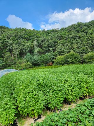 이호석님의 가을 농사계획 알려주세요🍁 · 참여글 작성글 사진