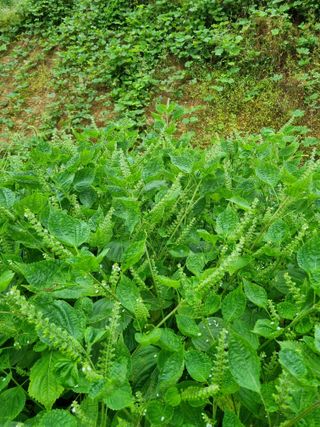 전성환님의 들깨 · 자유게시판 작성글 사진