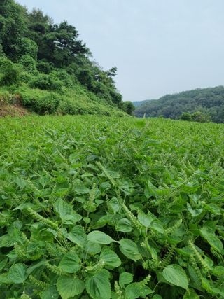 전성환님의 들깨 · 자유게시판 작성글 사진