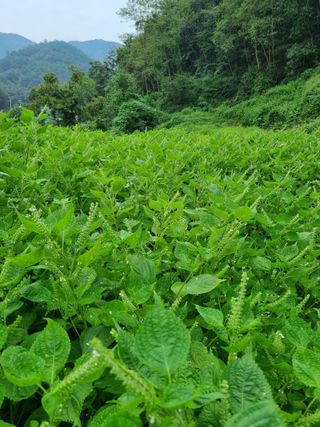 전성환님의 들깨 · 자유게시판 작성글 사진