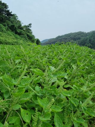 전성환님의 들깨 · 자유게시판 작성글 사진