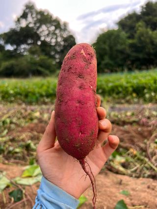 엘림농장님의 고구마 · 자유게시판 작성글 사진