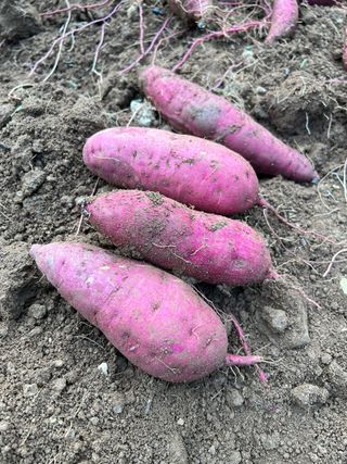 엘림농장님의 고구마 · 자유게시판 작성글 사진