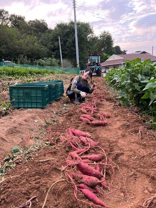 엘림농장님의 고구마 · 자유게시판 작성글 사진
