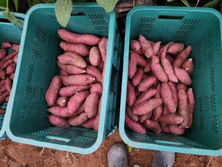 엘림농장님의 고구마 · 자유게시판 작성글 사진