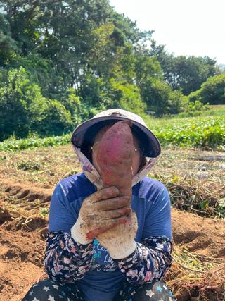 엘림농장님의 고구마 · 자유게시판 작성글 사진