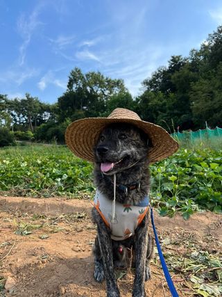 엘림농장님의 고구마 · 자유게시판 작성글 사진